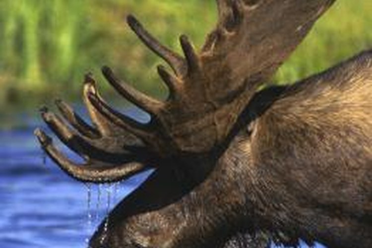 Wild life 23.02 2024. Elk and Moose difference. Wild animals aesthetic. Moose and Zee.