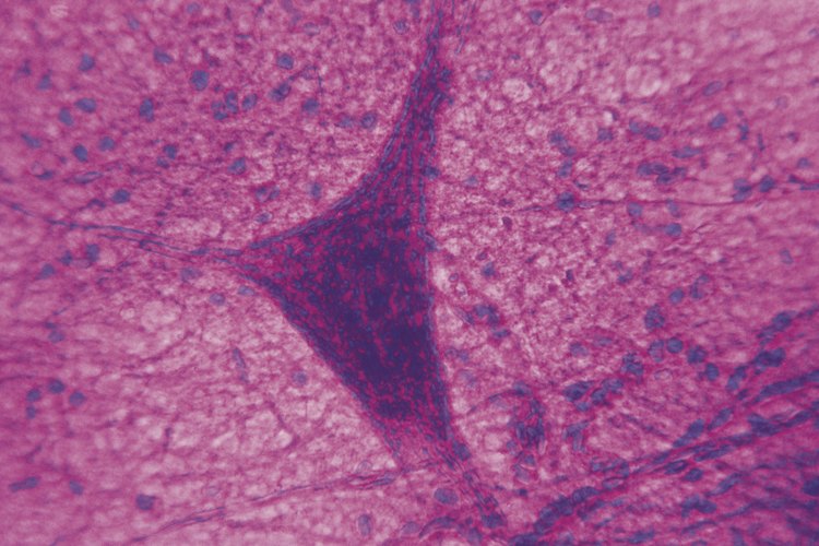 El cerebro está compuesto de miles de millones de neuronas que ayudan a crear los neurotransmisores.
