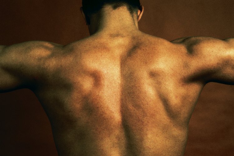 La testosterona juega un papel clave en el desarrollo de los tejidos reproductivos masculinos como también la promoción de los caracteres sexuales secundarios.