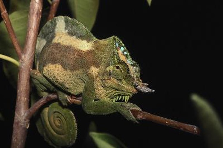 Meller's chameleon  Smithsonian's National Zoo and Conservation