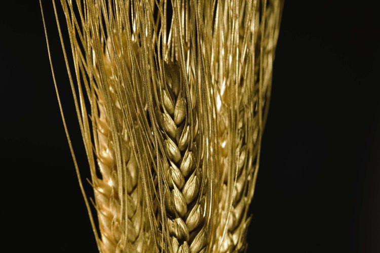 El gluten es una proteína que se encuentra en la cebada, el centeno y el trigo.