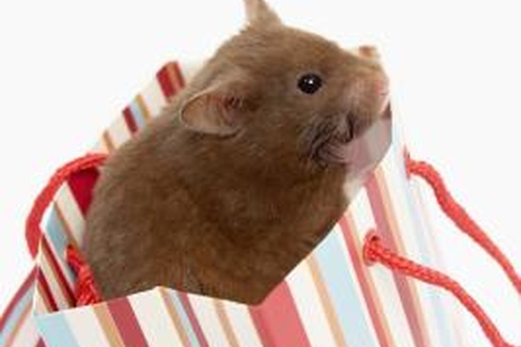 Squeak, Squeak! 4 Types Of Hamsters To Consider If Your Kid Wants A Furry  Friend