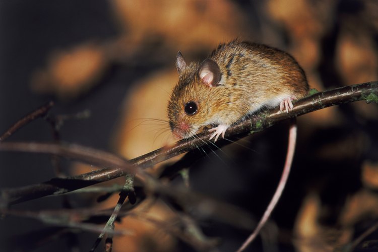 A veces, los ratones pueden morder a los humanos y a las mascotas.