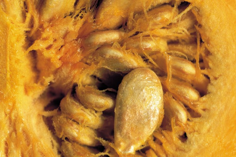 Las semillas de calabaza son un bocadillo saludable para el corazón y rico en zinc.