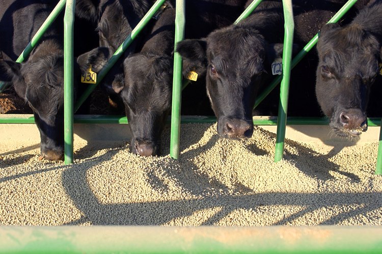 What Is Cattle Feed Made Of?