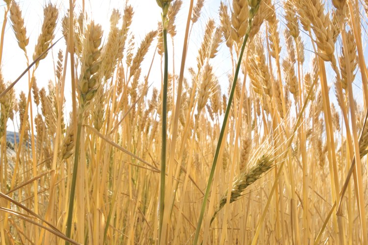 El seitán está hecho de la proteína encontrada en el trigo, conocida como gluten.
