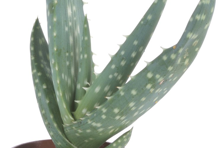 No bebas el jugo para evitar la mayoría de las desventajas de la sábila.