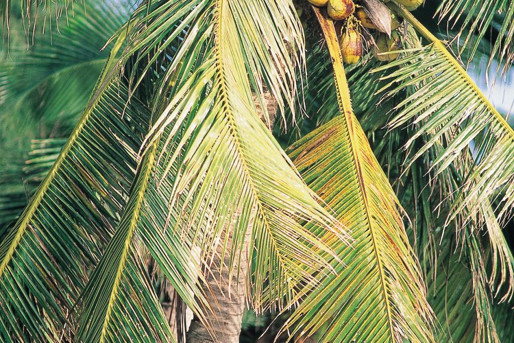 La pulpa de coco es rica en fibras y minerales.