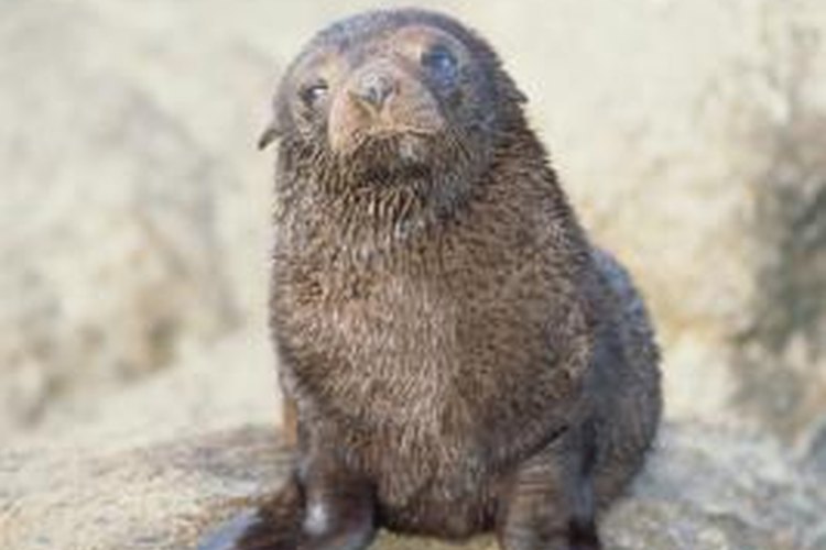 Life Cycle of Fur Seals | Pets on Life Cycle of Fur Seals | Pets on