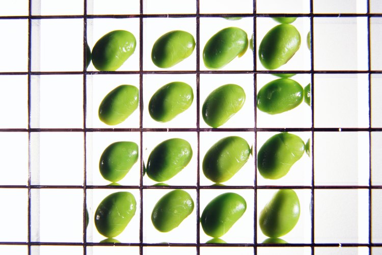 El edamame es soja verde que proporciona un tipo de compuesto vegetal que imita el estrógeno en el cuerpo humano.