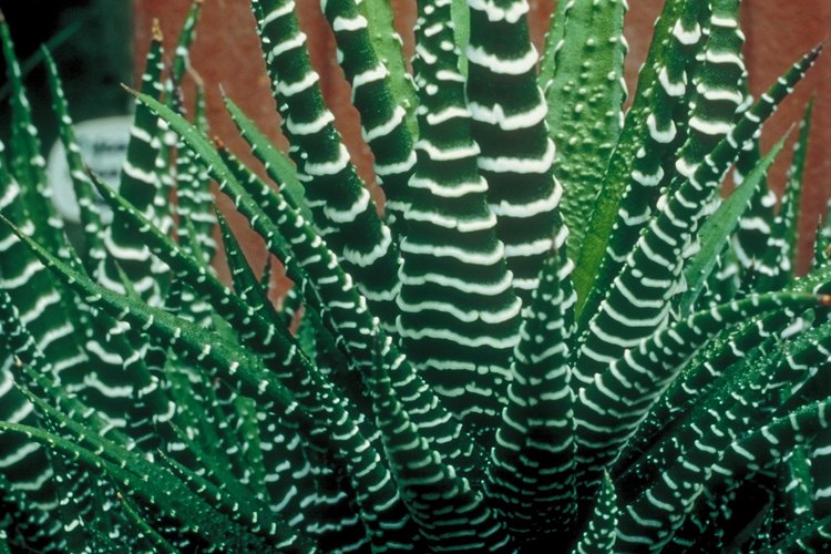 Las propiedades medicinales del aloe vera son excelentes par reducir el tamaño de los poros faciales.