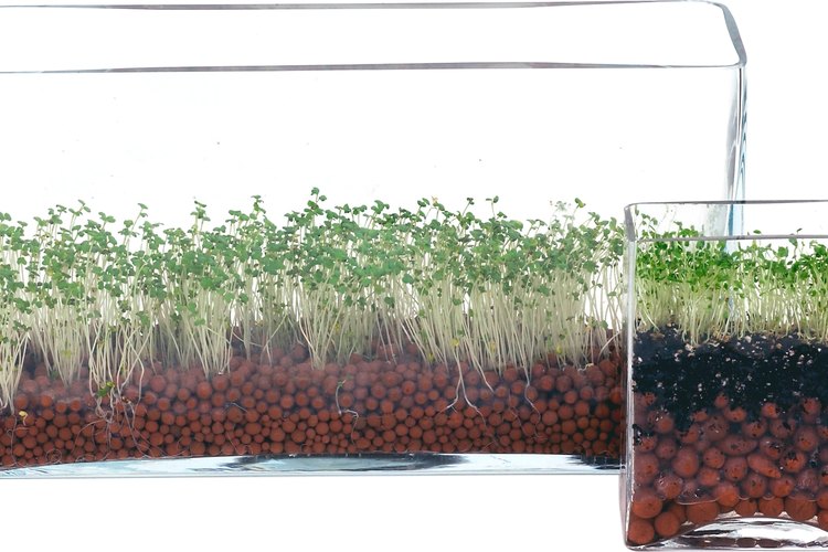 El té de alfalfa hecho de las hojas es más probable que es seguro, pero el té hecho de las semillas puede causar daño si se toman durante un largo periodo de tiempo.