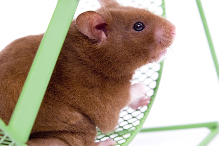 Hamsters: Diet, habits & types