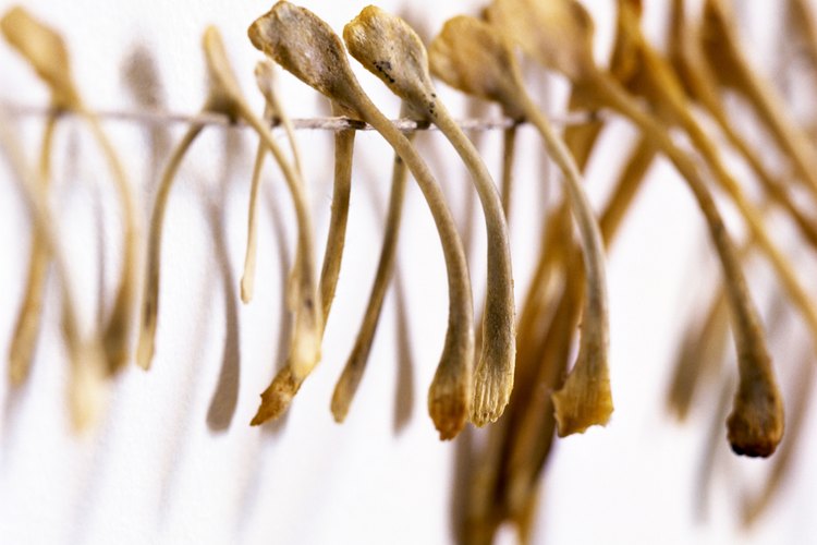 El dolor de articulaciones y la artritis podrían ser síntomas de enfermedad celiaca.