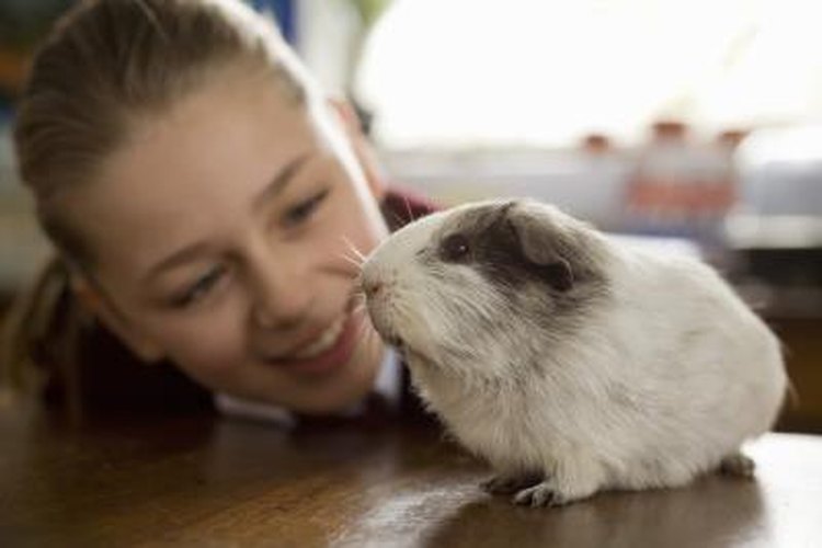 Guinea pig hot sale age span