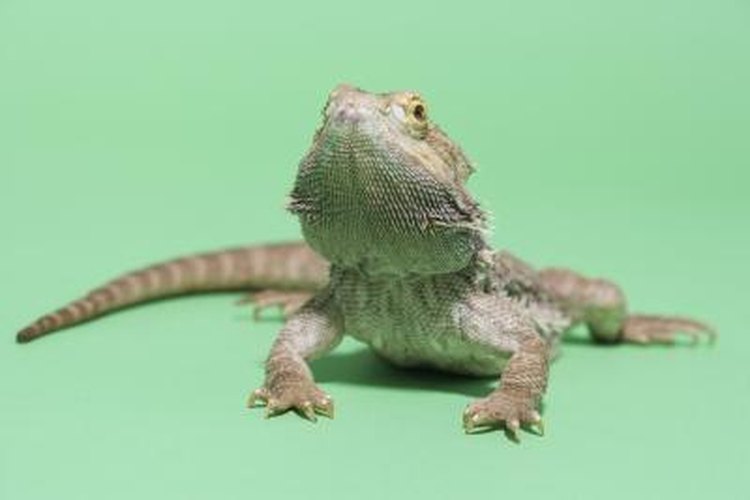 The Language of the Bearded Dragon's Beard