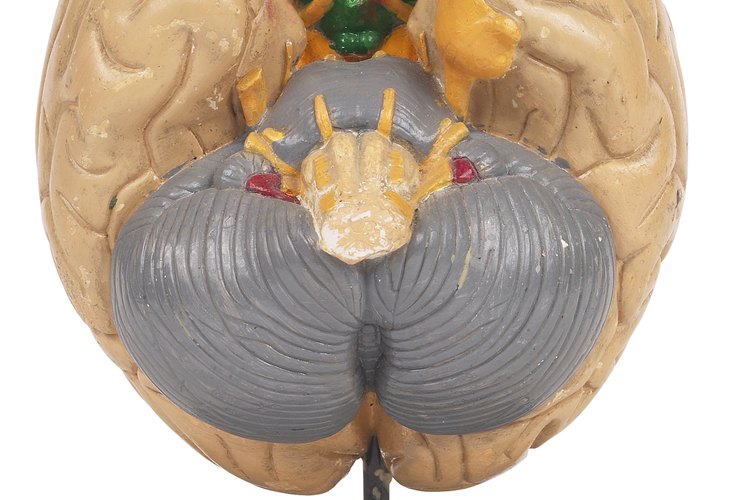 El alcohol afecta diversas partes del encéfalo: la corteza cerebral, el cerebelo, el tallo o tronco encefálico, etc.