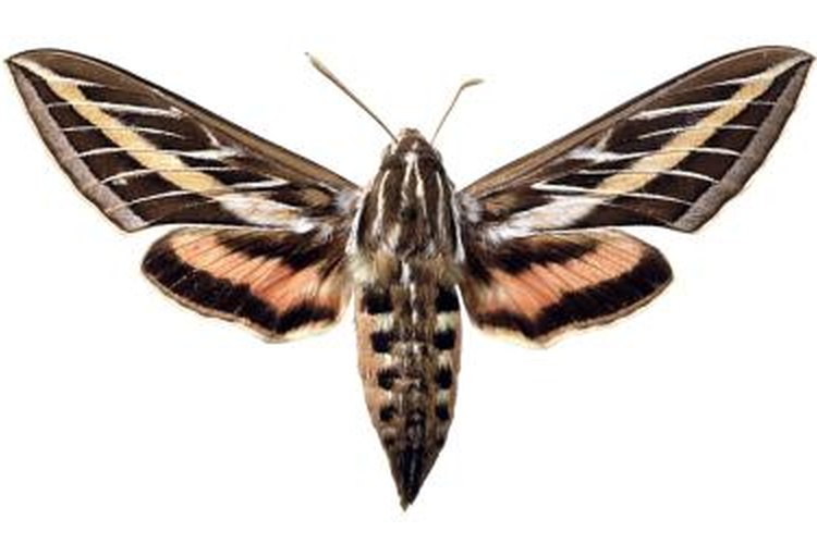 sphinx moth life cycle