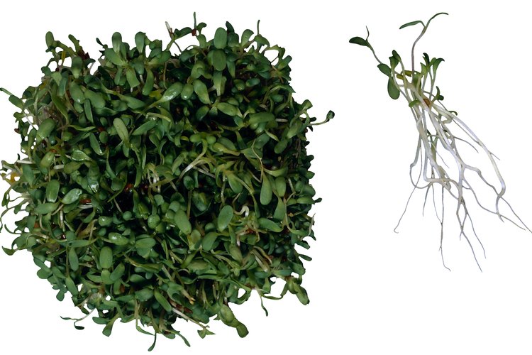 Los brotes de alfalfa podrían causar enfermedades como la salmonelosis.