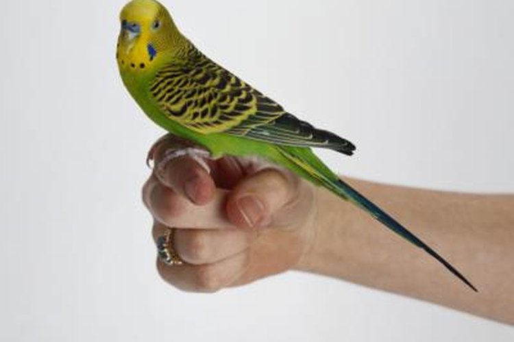 What to Do if Your Parakeet Won't Bond With You | Pets on Mom.com