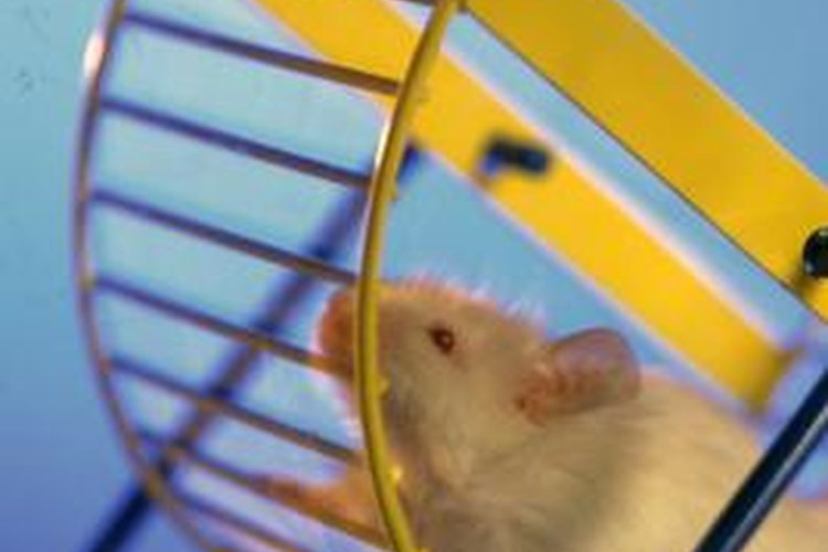 Squeak, Squeak! 4 Types Of Hamsters To Consider If Your Kid Wants A Furry  Friend