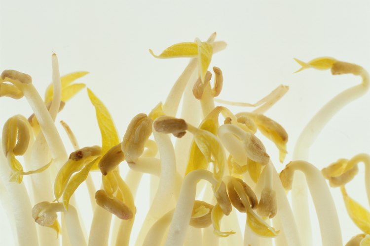 Los brotes de frijol son una buena fuente de vitamina C.