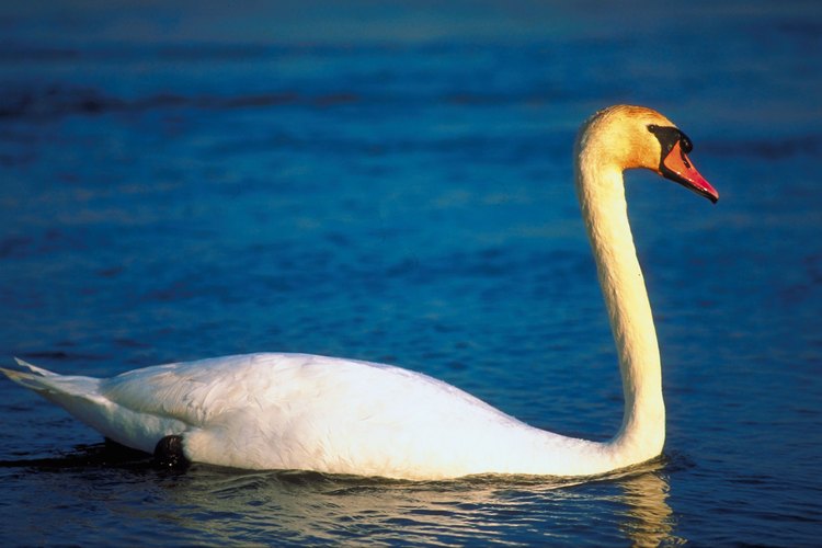 El hamsa, o cisne, es una figura inspiradora para muchos artistas del yoga.