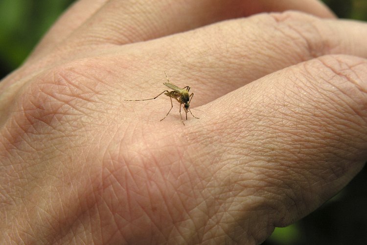 Los mosquitos no son los únicos insectos que se alimentan de sangre humana.