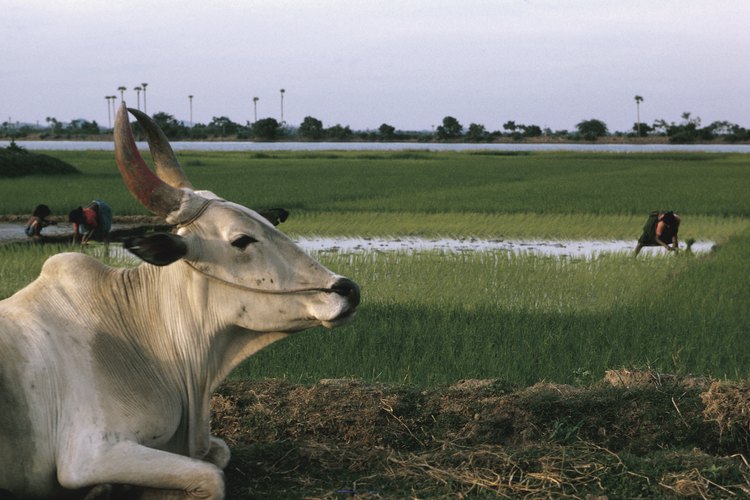 La joroba del toro Brahma es un mecanismo de supervivencia formado a través de la evolución.