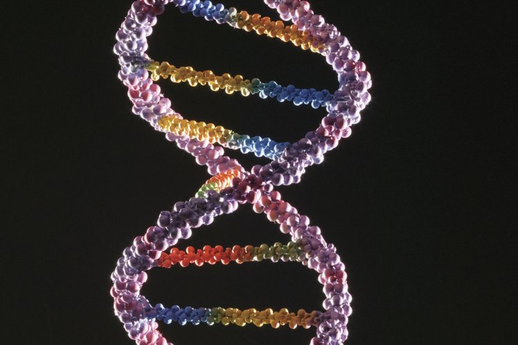El DNA humano es extremadamente complejo y afecta todos los aspectos de la herencia genética.