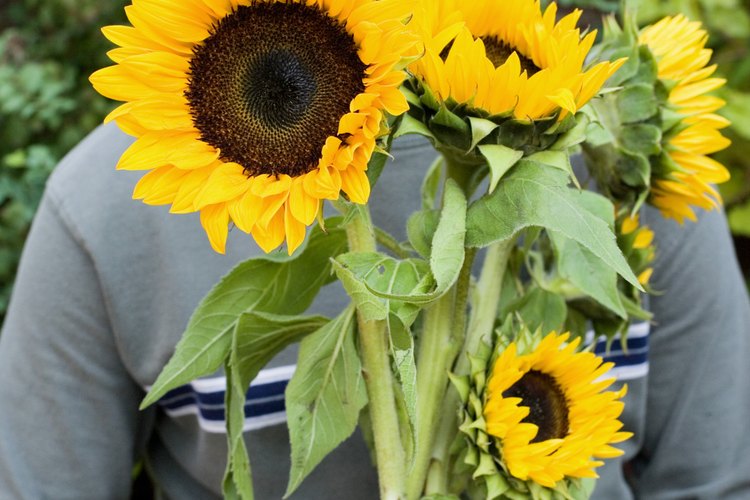 Las semillas de girasol brindan nutrientes beneficiosos a tu dieta.