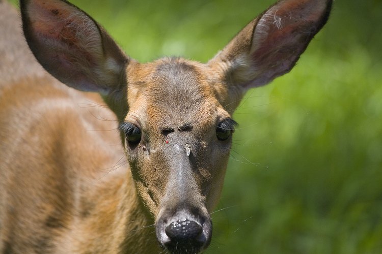 Una mosca amarilla aterriza en la cara de un ciervo.