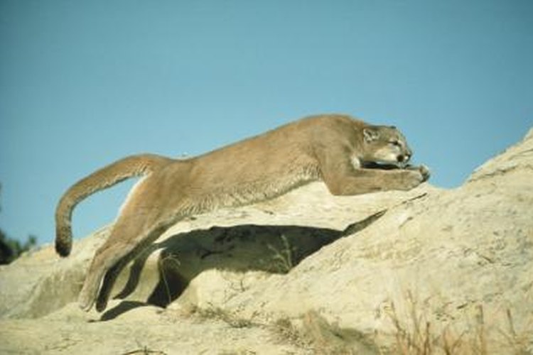 How far can deals a puma jump