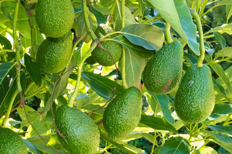 Hojas de aguacate.