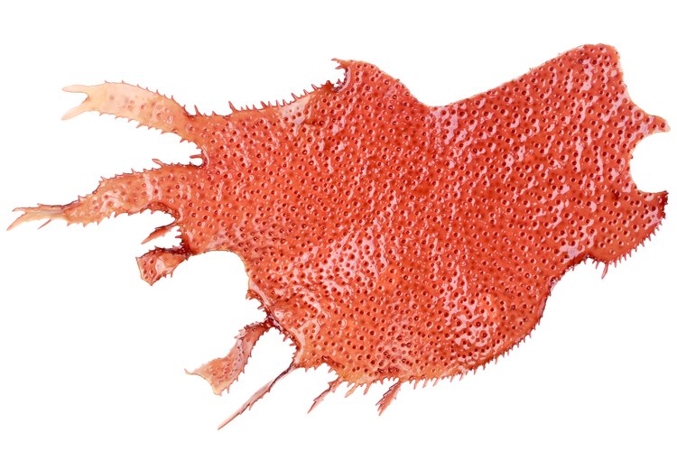 red-marine-algae-health-benefits-leaftv