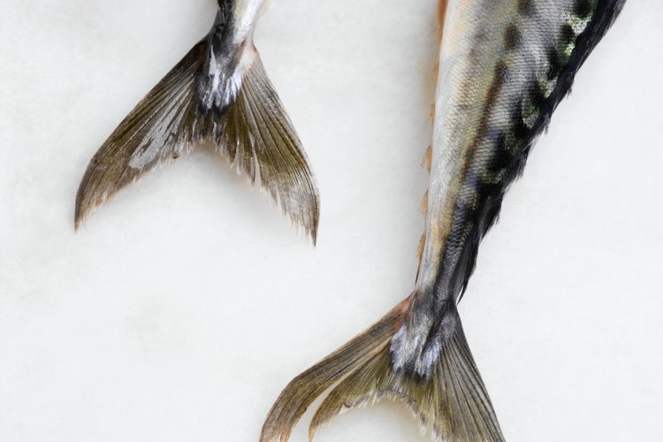 El pescado contiene ácidos grasos saludables.