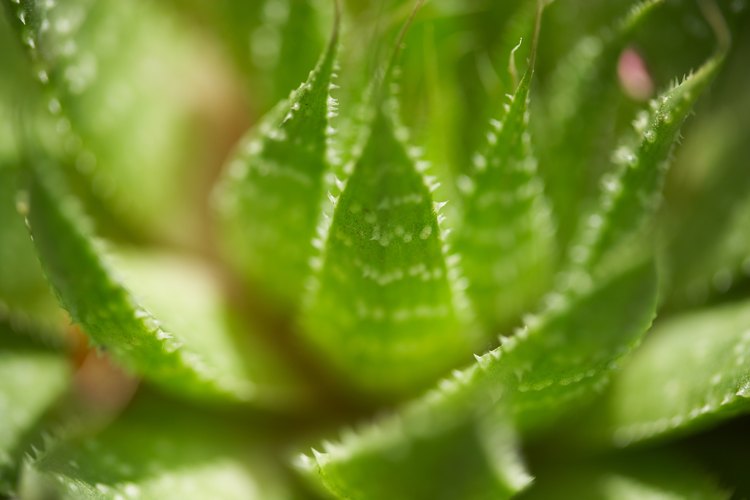 La planta de aloe vera contiene vitaminas A, C y B12 como así también ácido fólico y colina.