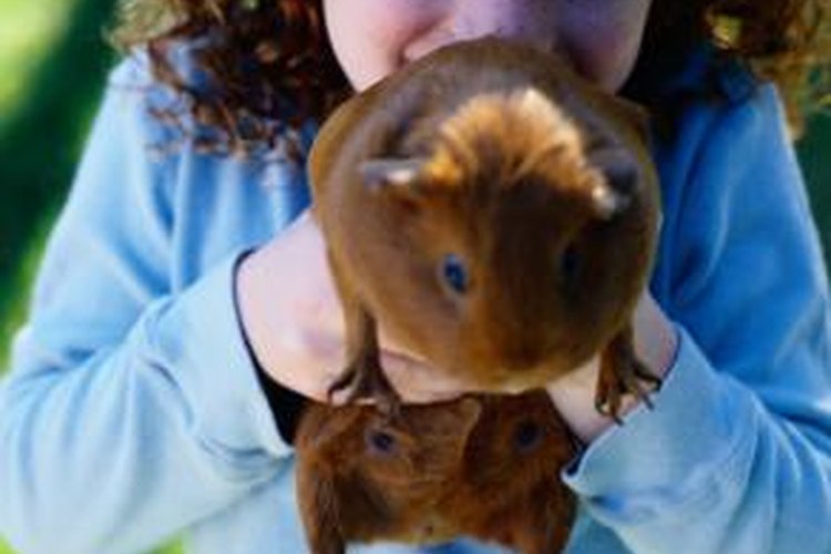 Guinea Pig Age is Important. How Old is Mine?