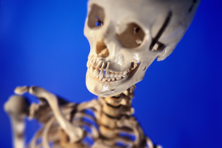Cráneo humano