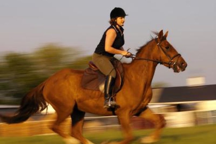 Бритая наездница. Наездница позиция. Уроки наездницы. Woman Ride Calf. Ride your Horse.