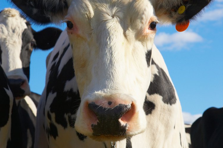 No debes comer lengua de vaca muy seguido.