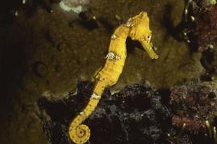 Which Foods Does a Sea Horse Eat? | Pets on Mom.com