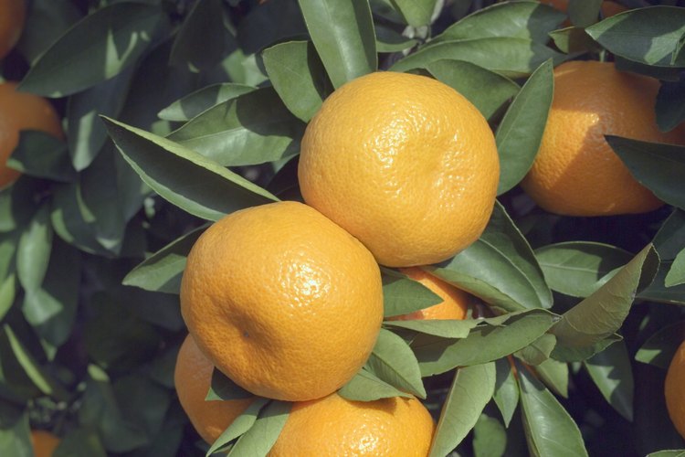 Las naranjas y otras frutas contienen azúcar natural.