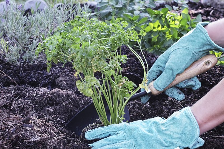 Mujer plantando perejil.