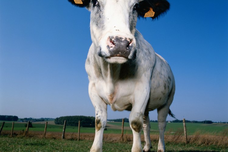 La mayoría de los hindúes no comen carne porque la vaca es considerada sagrada.