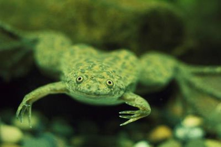A Care Sheet for an Underwater Dwarf Frog | Pets on Mom.com