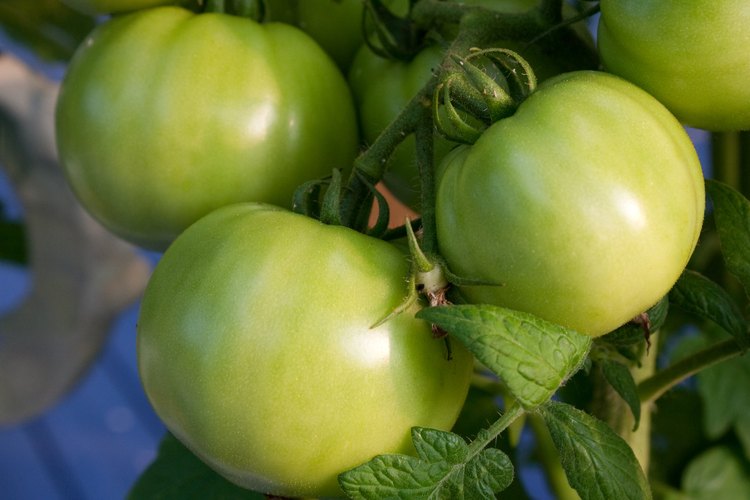 Tomates verdes en la vid.