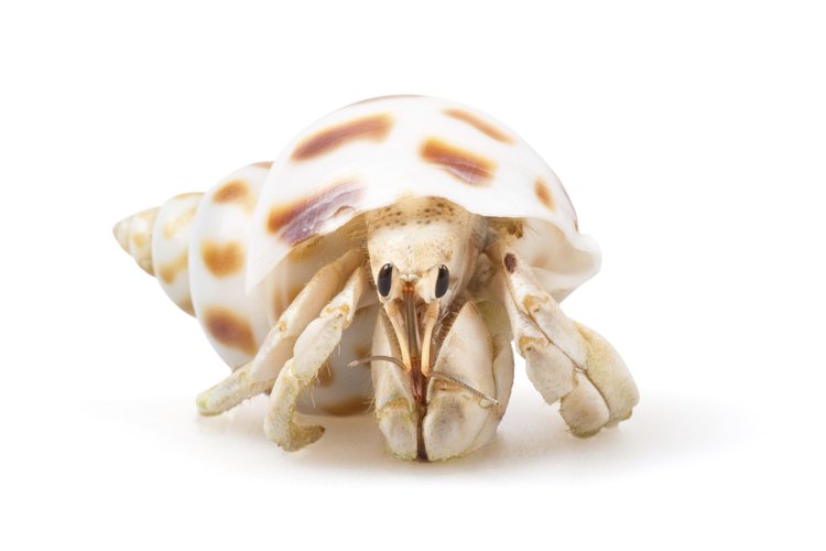 Can I Take a Hermit Crab on a Plane? | Pets on Mom.com