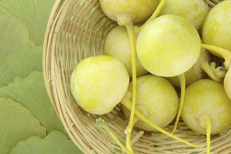 Fruta de ginkgo biloba.