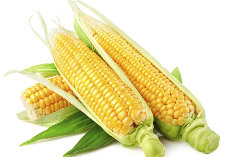 El maíz GMO es la planta más común.